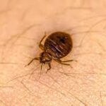 The Death Of Bed Bug Spray And Learn How To Keep Away