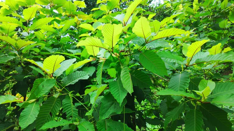 Read More: Expert Advice on the Best Kratom for Pain